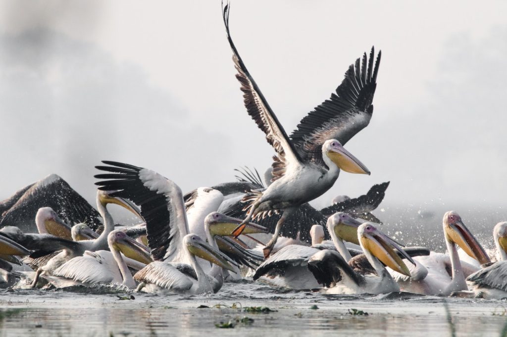 migration animaux