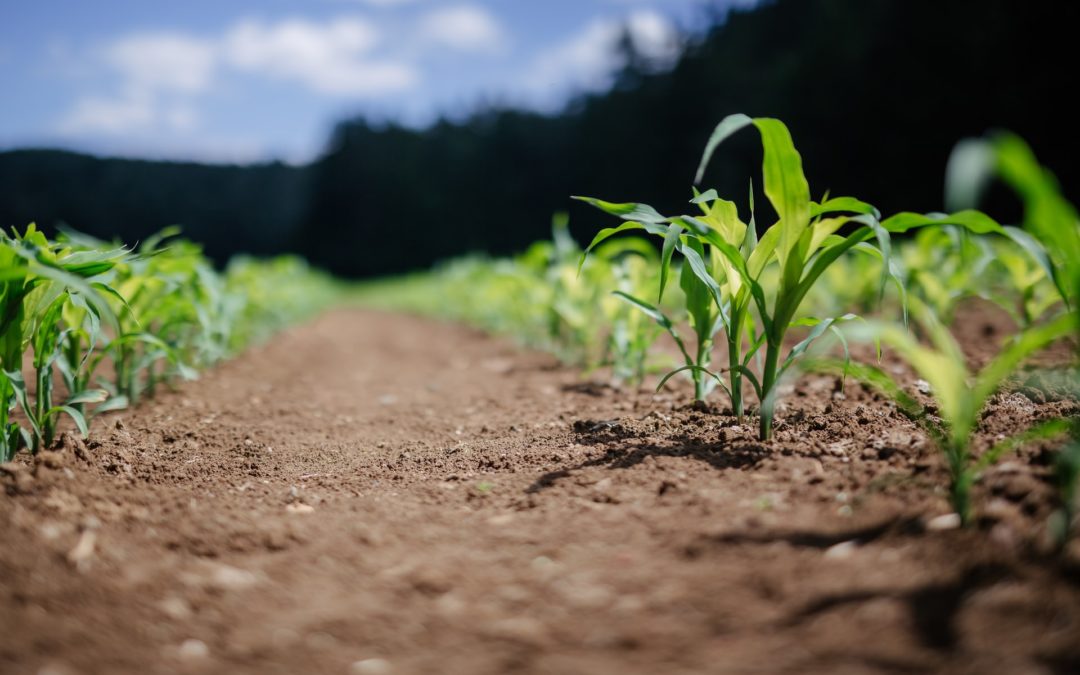 Comment fonctionne l’énergie de la Biomasse ?