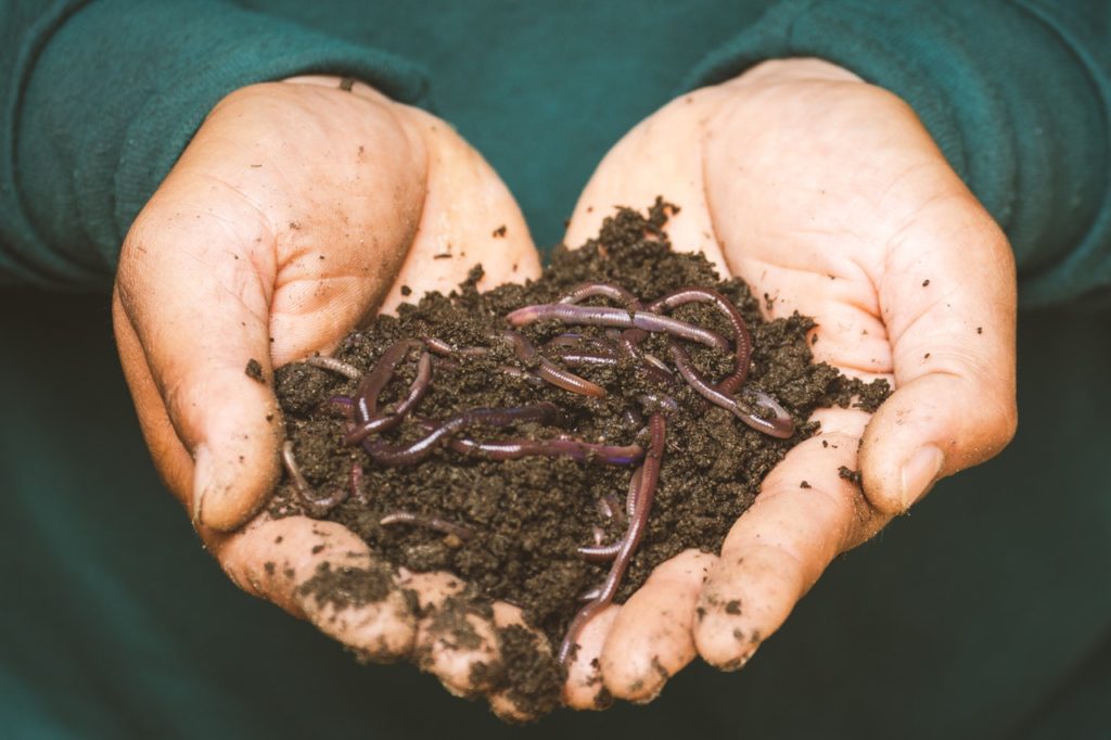 ver à compost