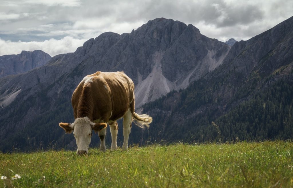 boeuf nourri à l'herbe